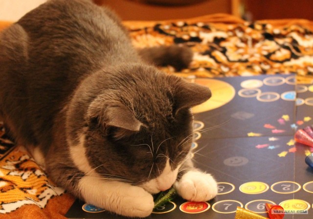 Котовторник (07.02.2012)