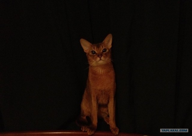 Котовторник (21.02.2012)