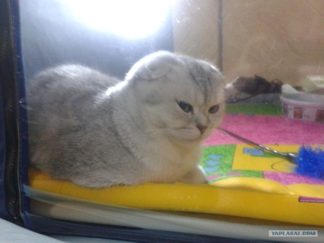 Котовторник 27.03.2012