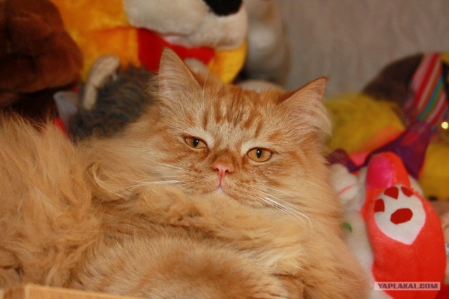 Котовторник  от 3.04.2012