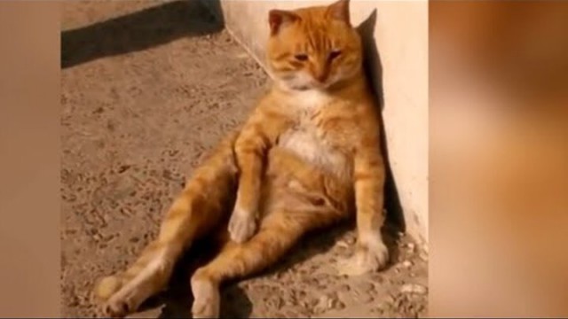 Немного милоты