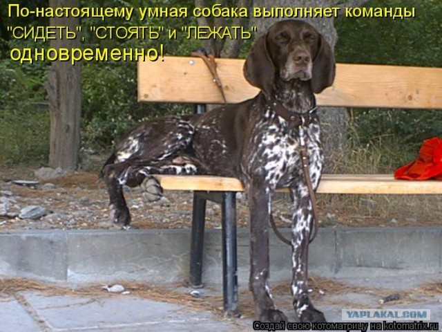 Как моя собака смотрит TV