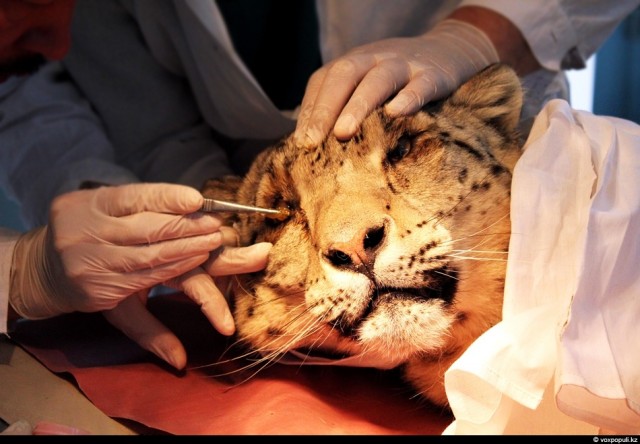 Как вылечить барса