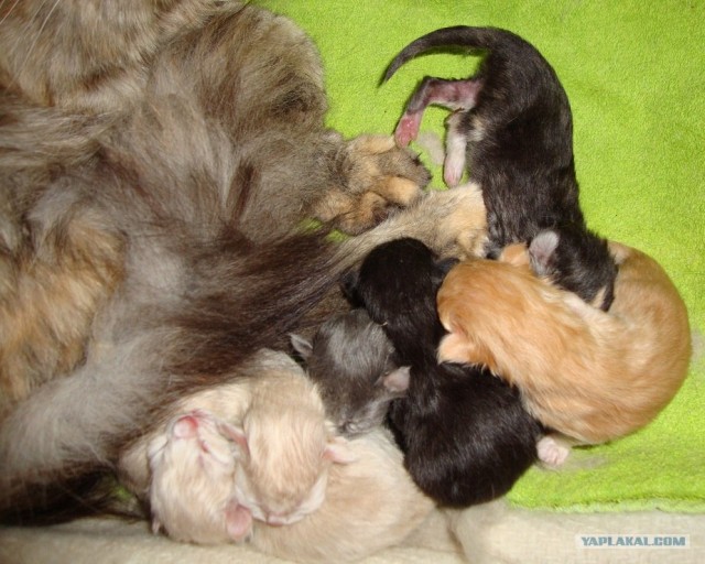 Котовторник 31.07.2012 г.
