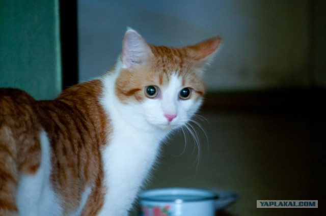 Котовторник  14.08.2012.