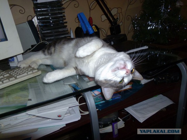 Котовторник 26.02.2019