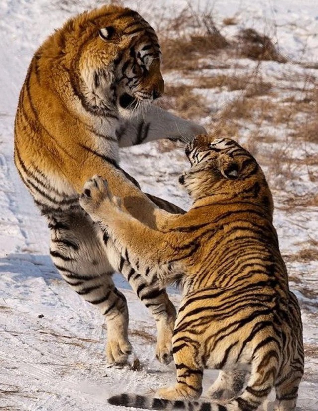 Дикий котовторник