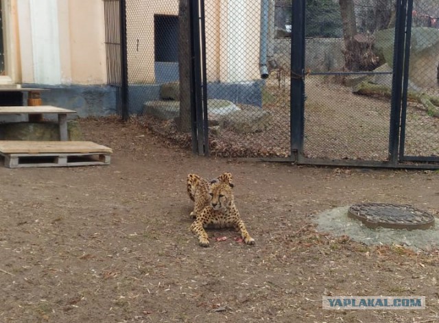 Дикий котовторник 16.04.19
