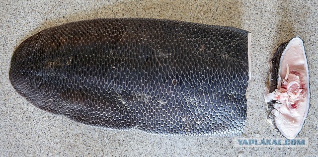 Стейк из хвостика на гриле (Пародия на пародию Пародии Апельсинии)