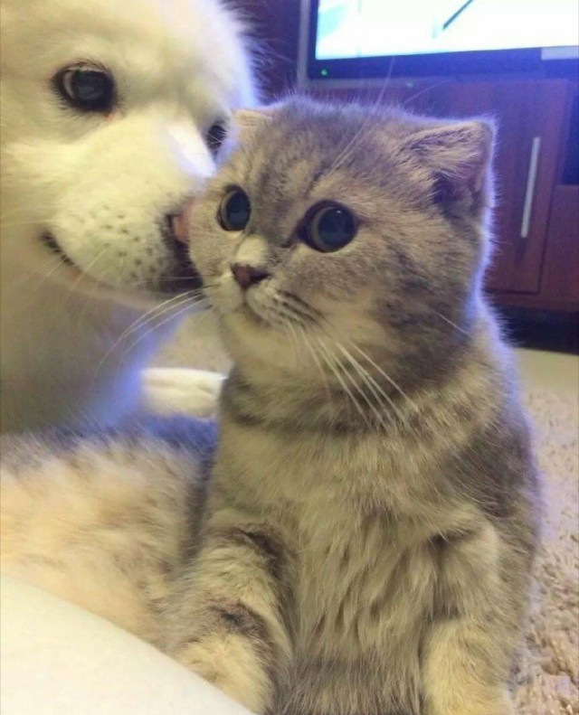 Уже не котовторник, но еще и не собакочетверг
