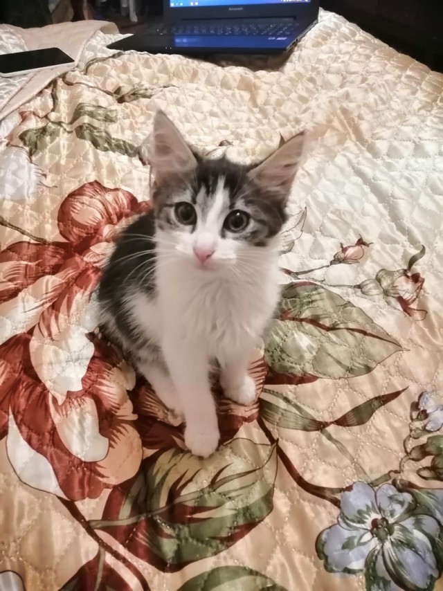 Забавные фото котеек