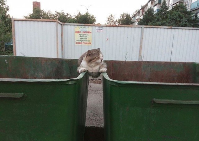 Живность из сети