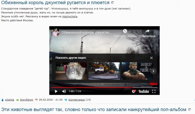 Обиженный король джунглей ругается и плюется
