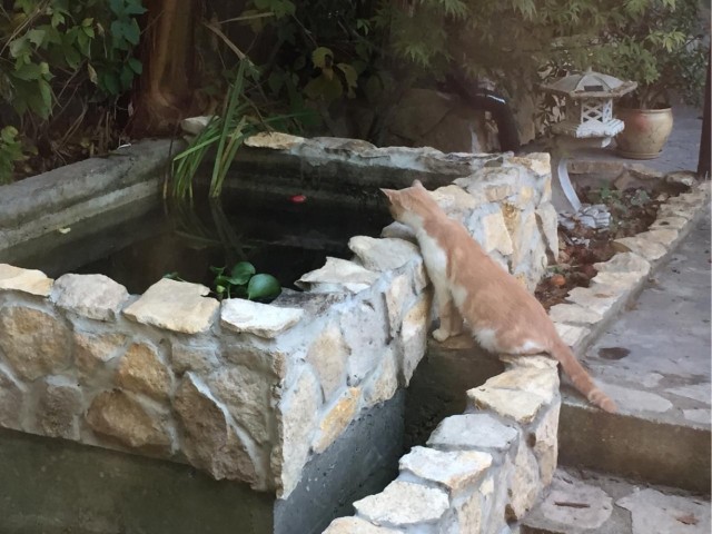 Декоративный водоём