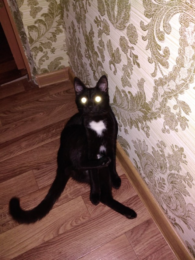 Эти забавные животные