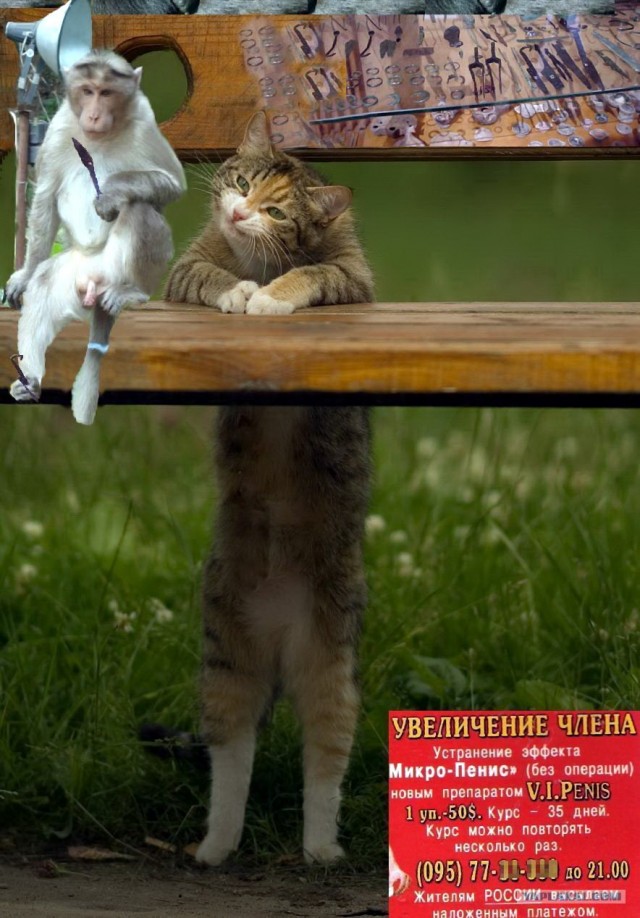 Фотожаба "Кот-коммерсант"
