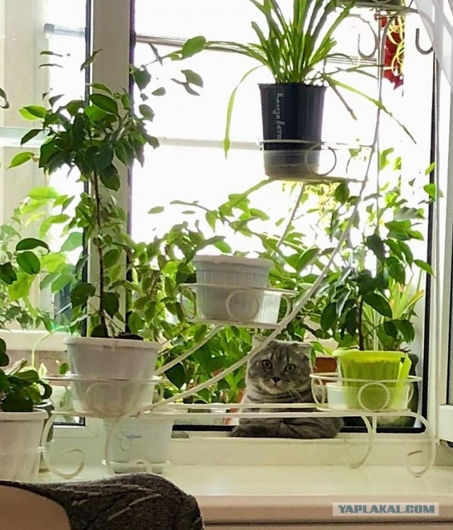 На утро котовтоника!