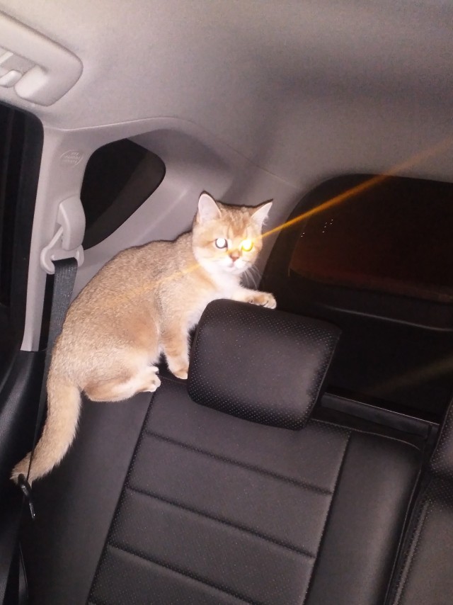 В завершение котовторника.