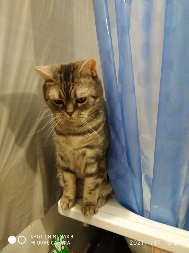 Котовторник. Наша собственная банда