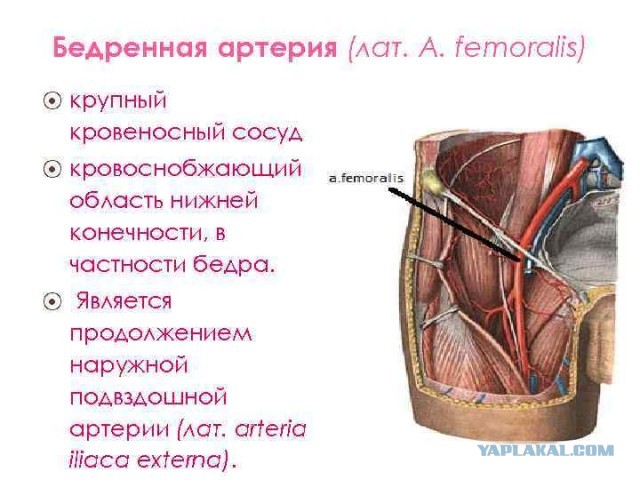Жареные яйца