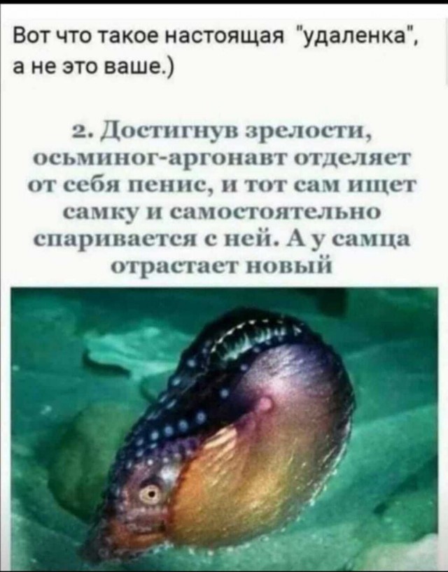 - Чем будете удивлять?