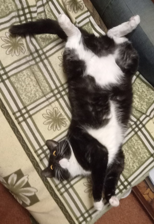 День кота.