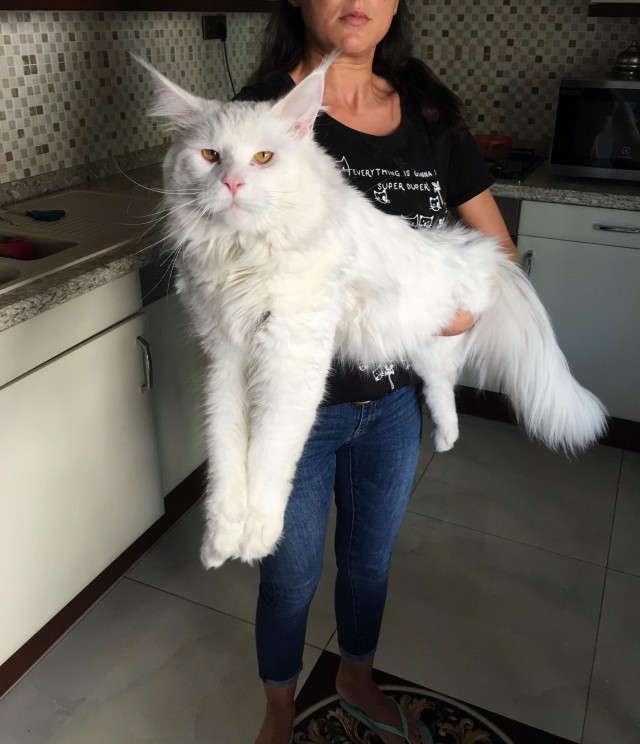 Женщина купила котенка, но он вырос почти до размера волка и рычит по ночам