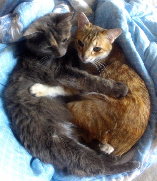 Котовторник. Февраль