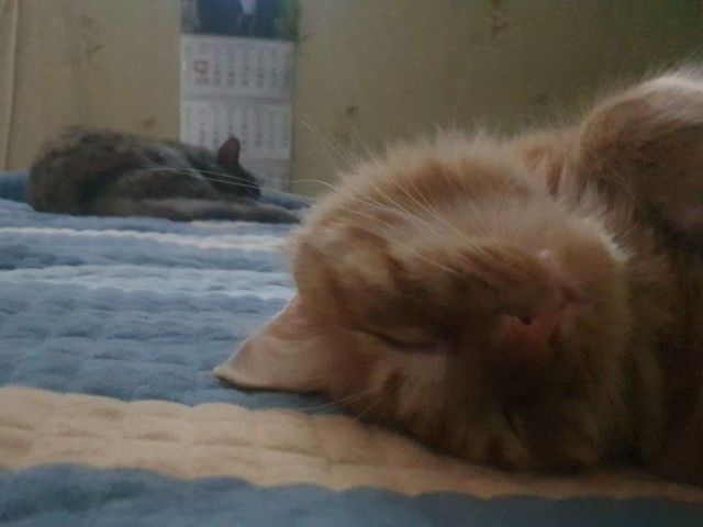 Котовторник. Картинки и буквы 08.02.22