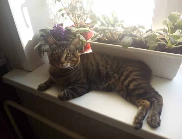 Кот Яша. Курильский бобтейл.