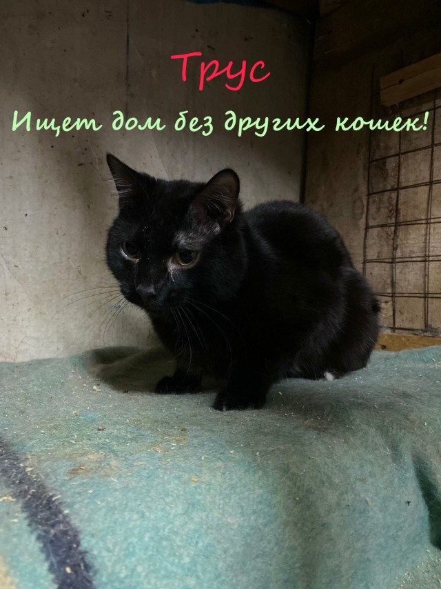 Жизнь домашнего приюта "Котоленд" 331