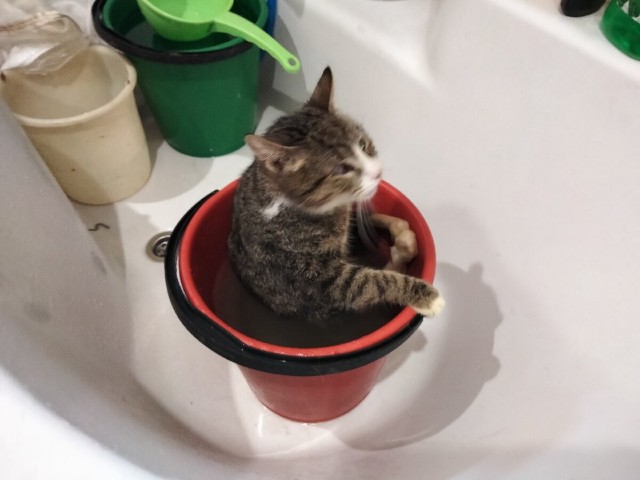Котики в беде