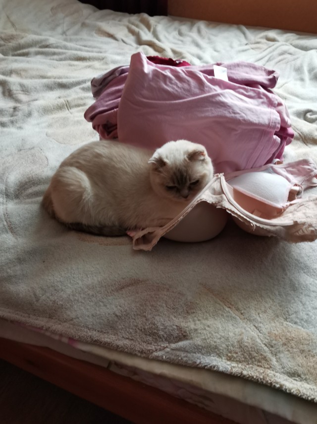 А вот и котовторник 24.05.2022