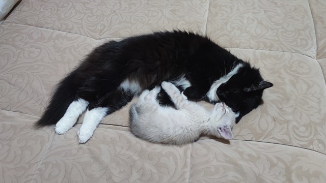 КотоФторник 23.08.22