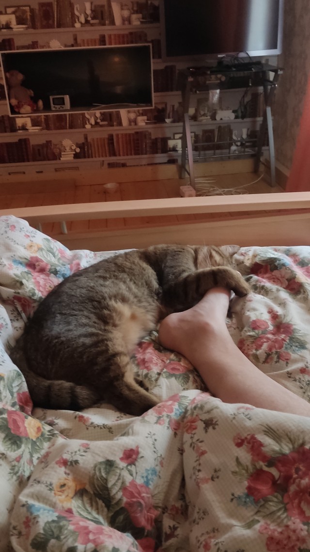 Кот во вторник