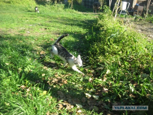 Жизнь домашнего приюта для котеек 415