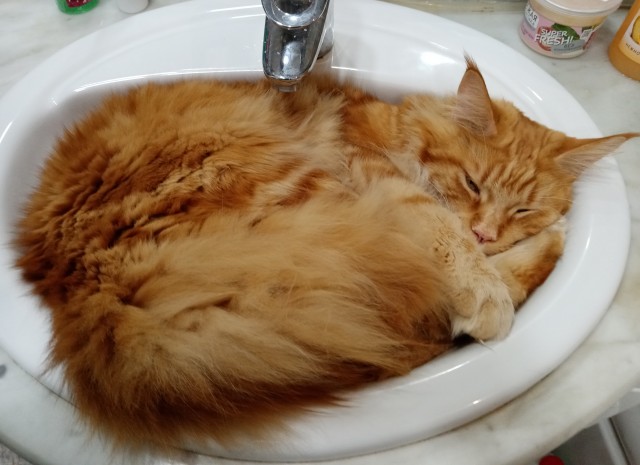 Котовторник 18.10.22