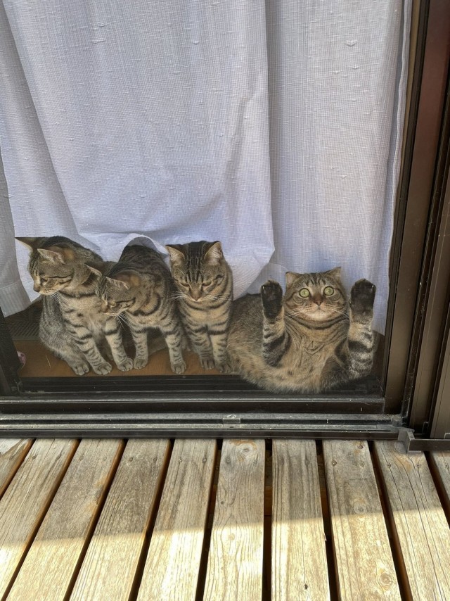 Котаро