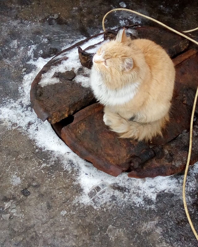 Коты-работяги