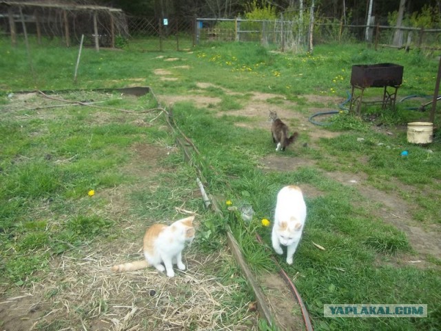 Жизнь домашнего приюта для котеек 445