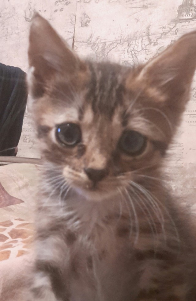 Начинаем котофторник?