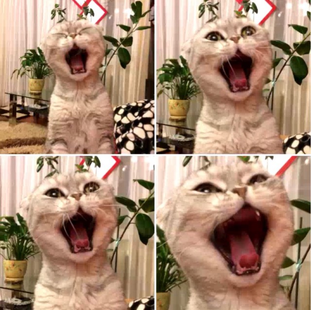 Начинаем котофторник?