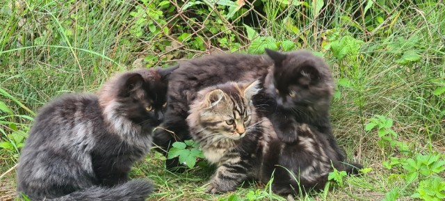 Начинаем котофторник?