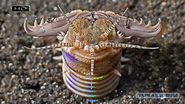 Морской пескожил