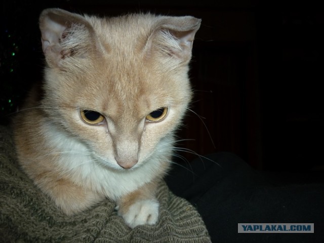 Котовторник Рыжих