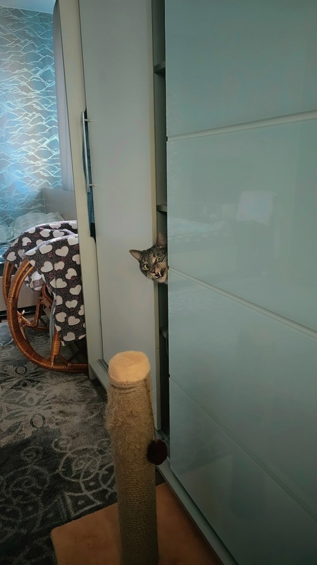 Кошачьи выкрутасы