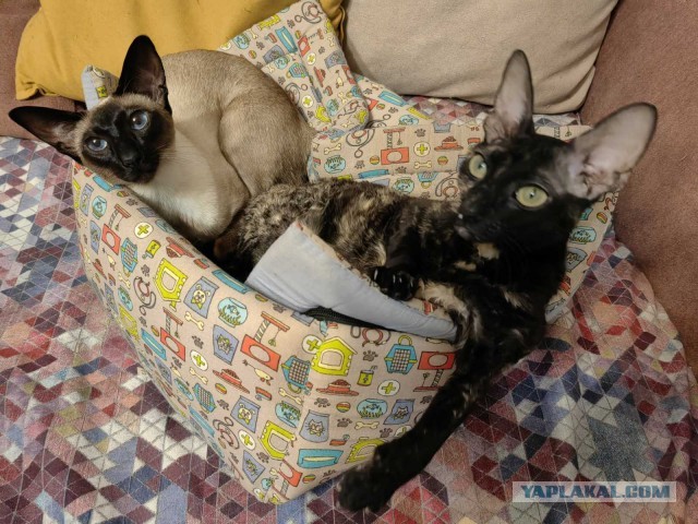 Год назад мы стали рабами (котовторник)
