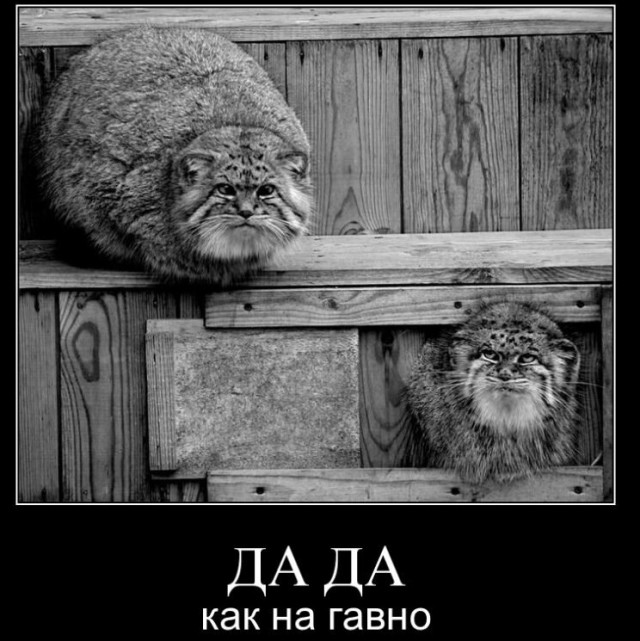 10 любопытных фактов о манулах, которых вы не знали