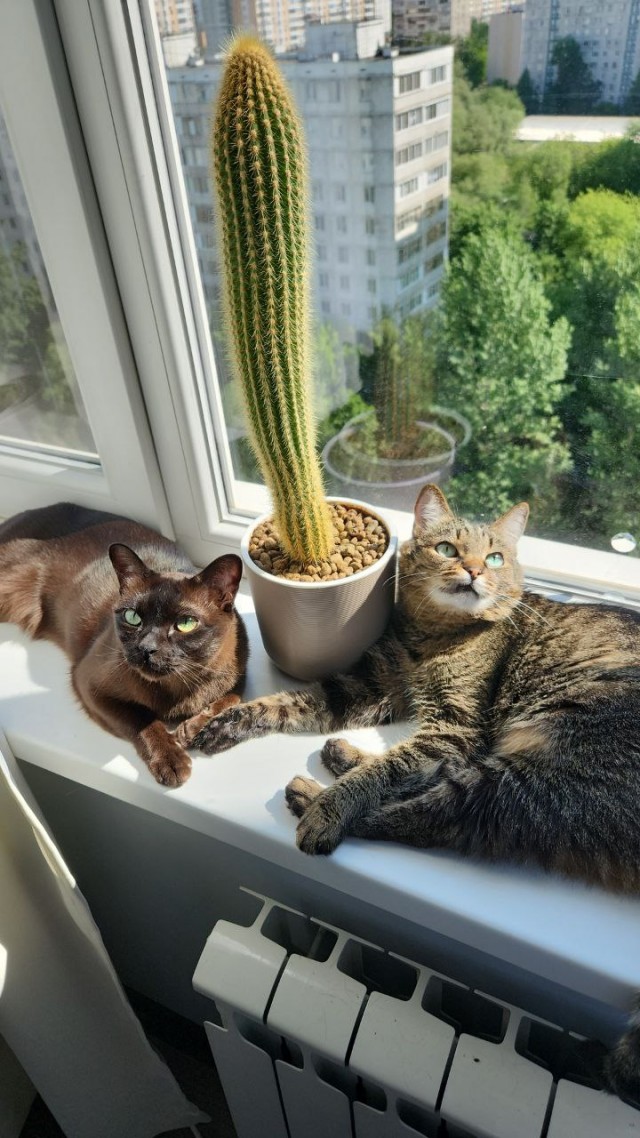 Коты, которые работают на заводах
