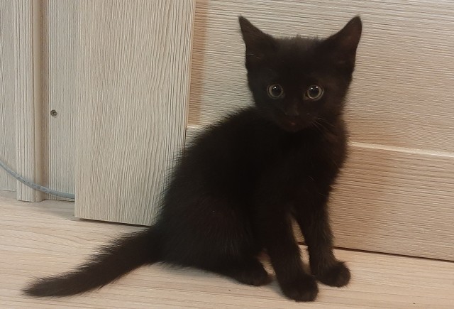Котовторник и я теперь котораб